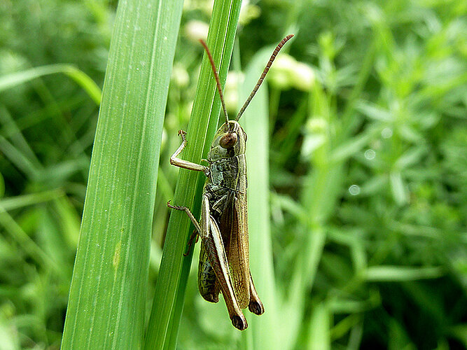 dorsatus