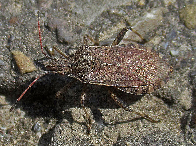 gracilicornis