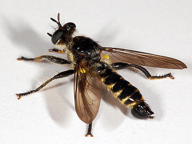 fimbriata