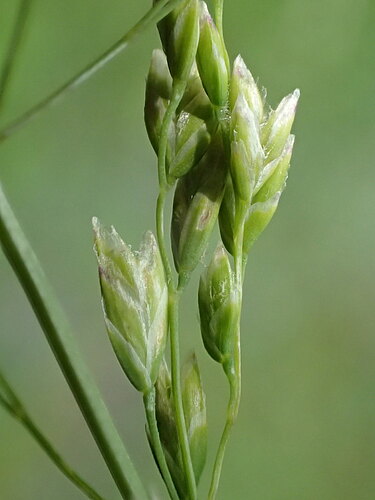 annua