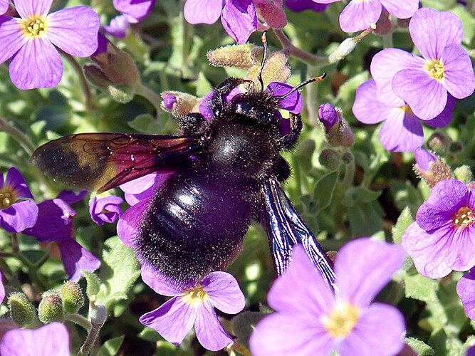 violacea