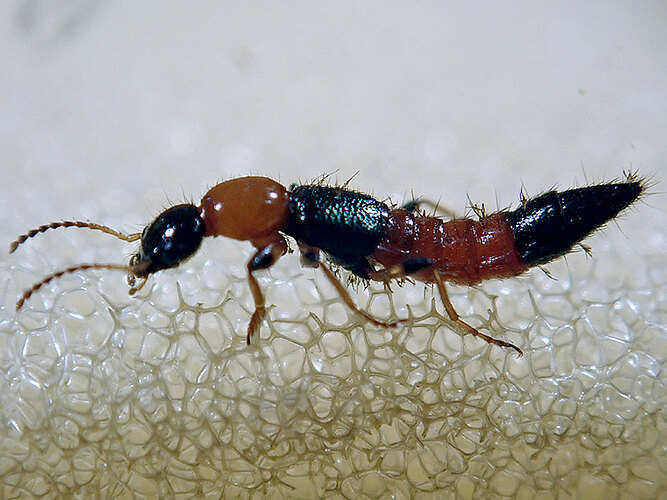littoralis