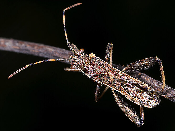 lateralis