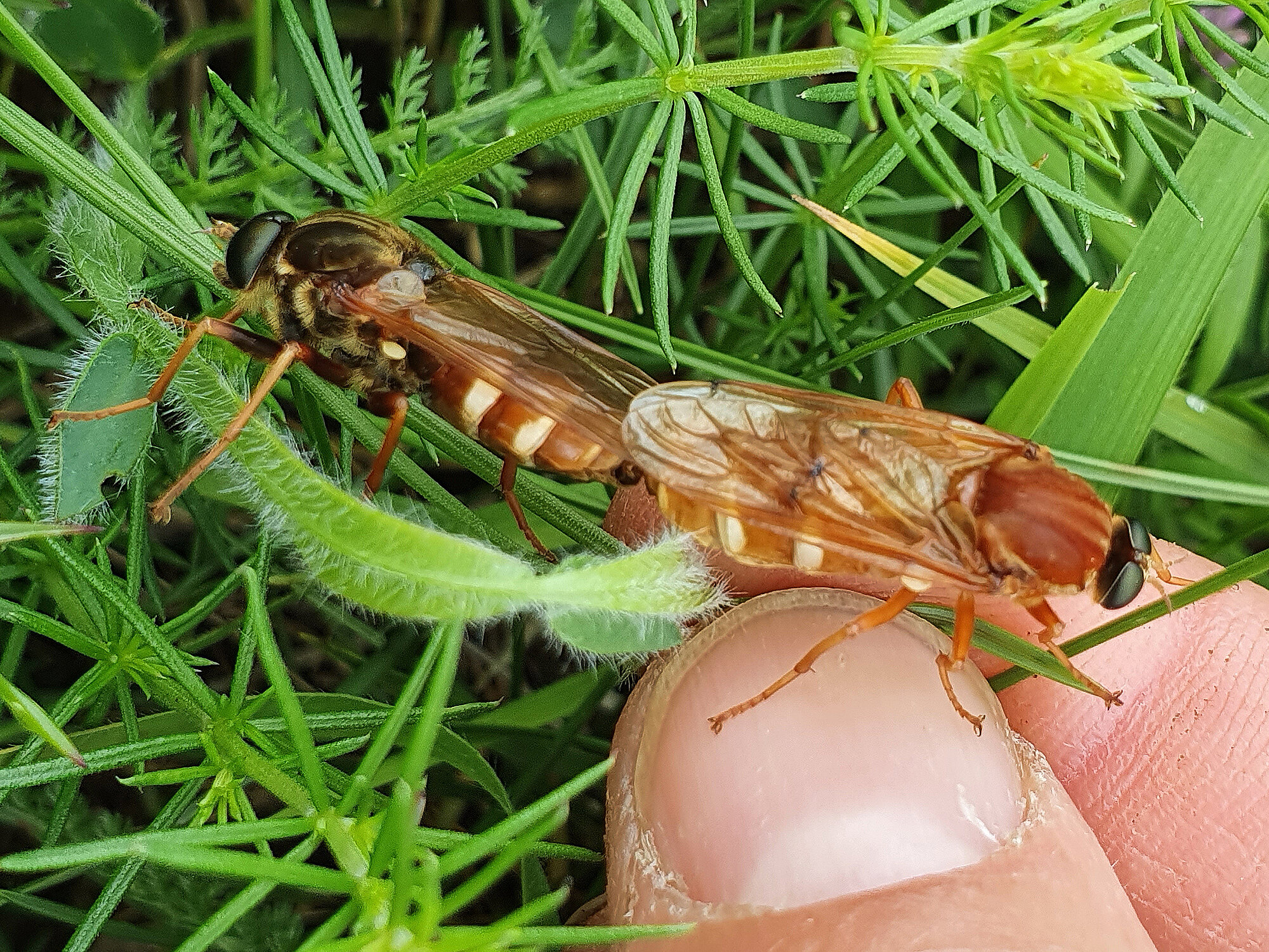 Art Naturportal Südwest