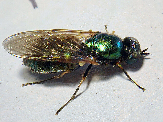 formosa