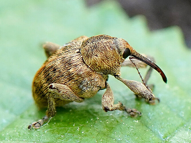 venosus