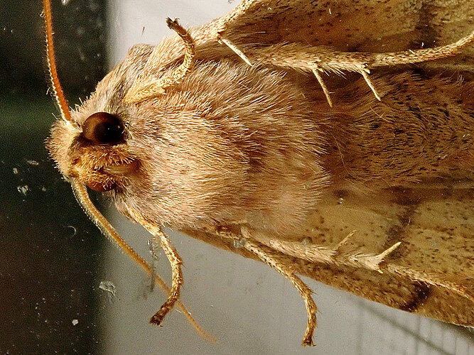 circellaris