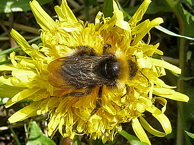 sylvestris