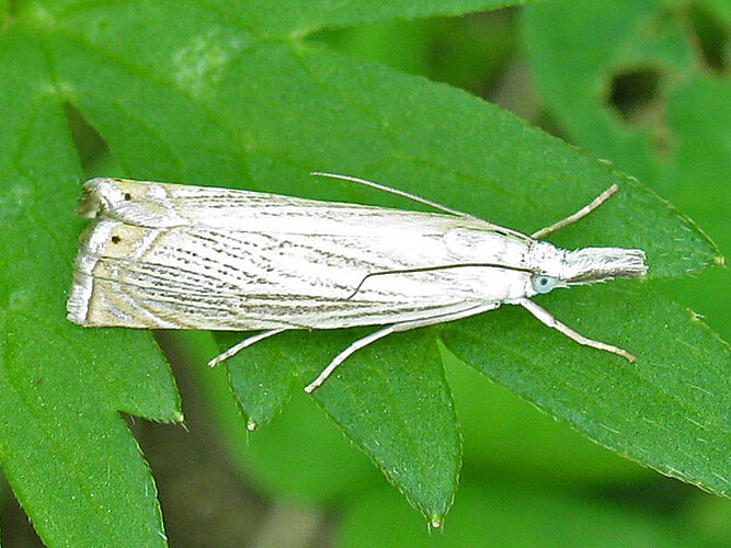 straminella