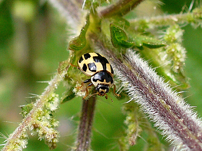 quatuordecimpunctata