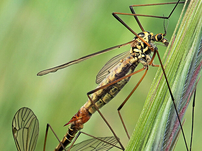 appendiculata