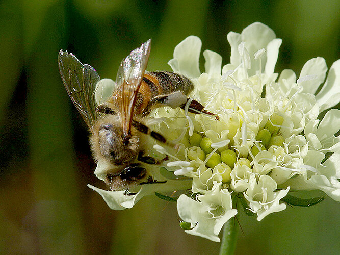 mellifera