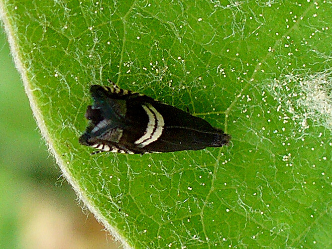 discretana