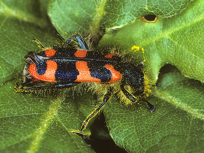 alvearius
