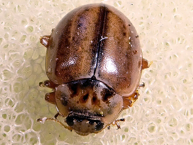obliterata
