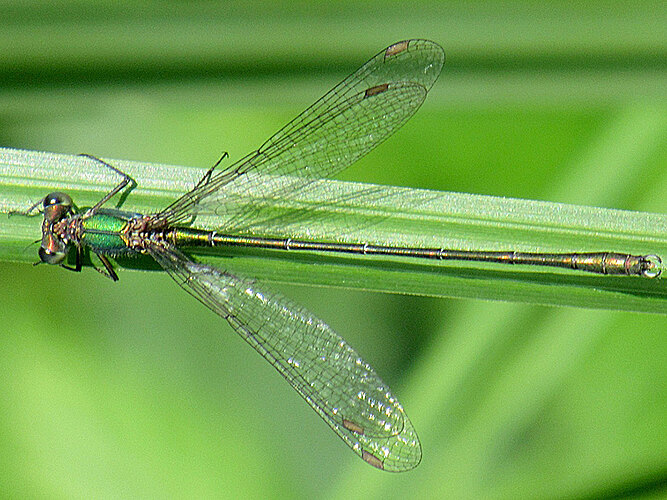 viridis