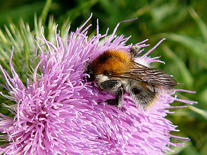pascuorum