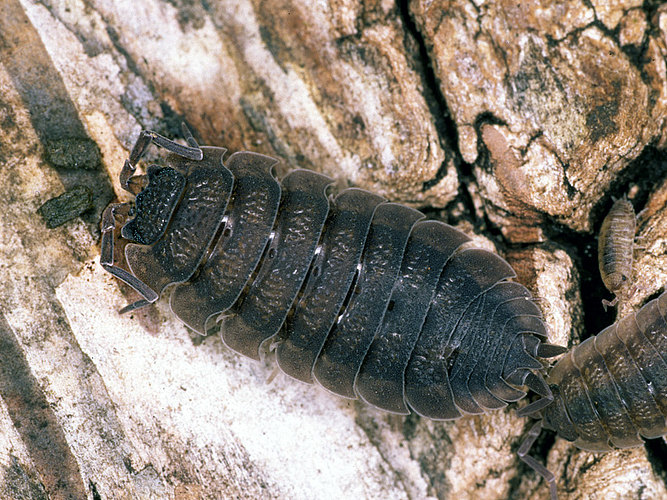 scaber
