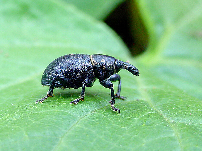 coronatus