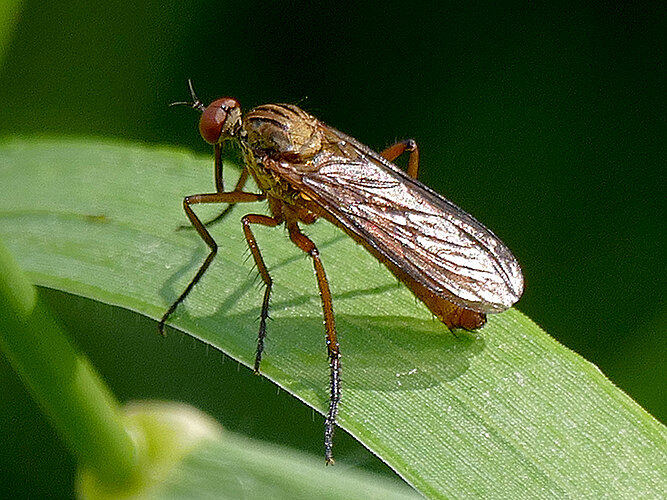 livida