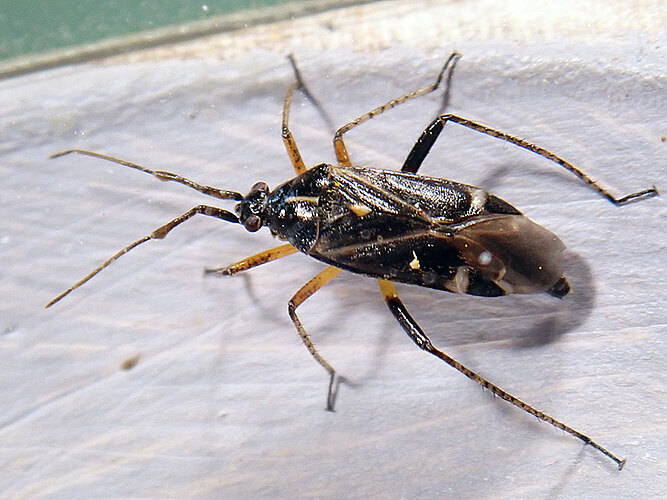 thoracica