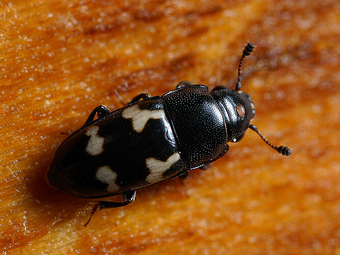 quadriguttatus