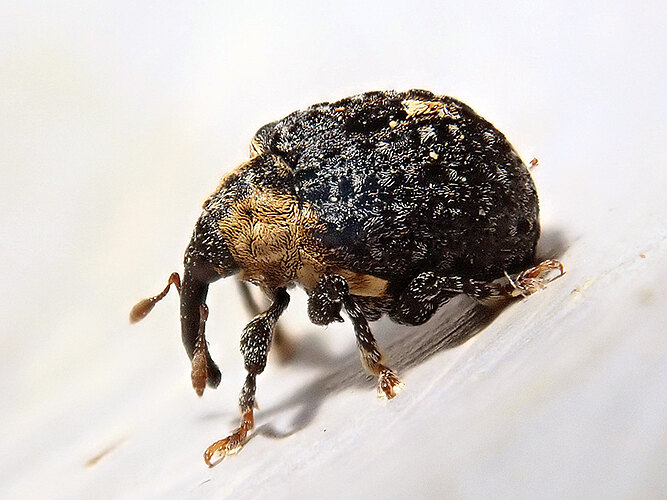 tuberculosus
