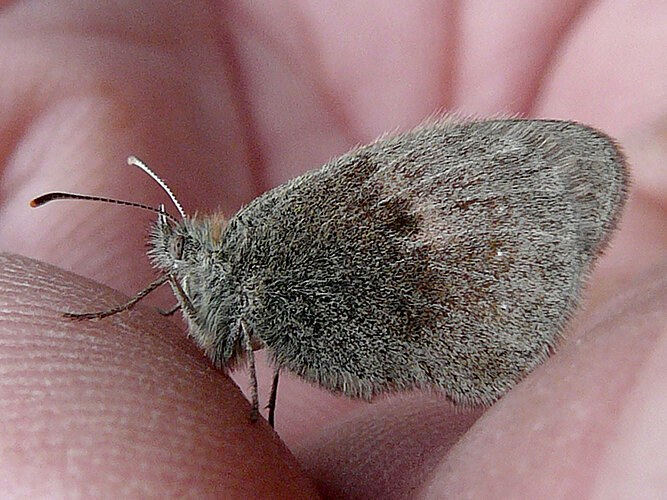 pamphilus