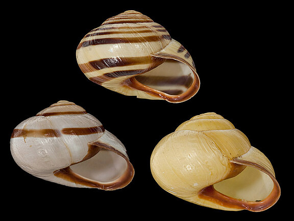 Cepaea_nemoralis.jpg  