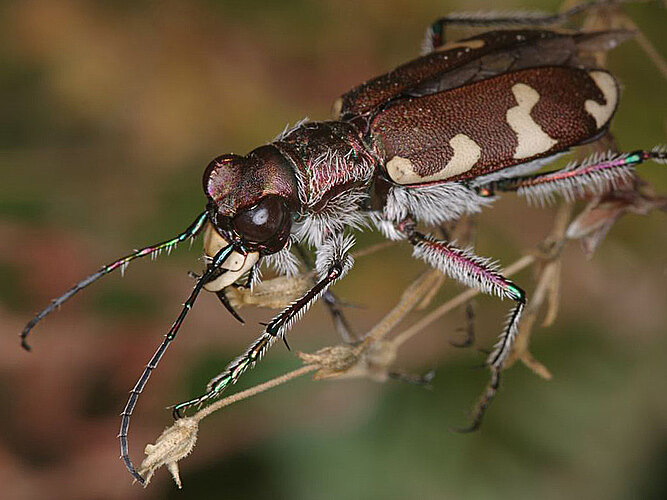 hybrida
