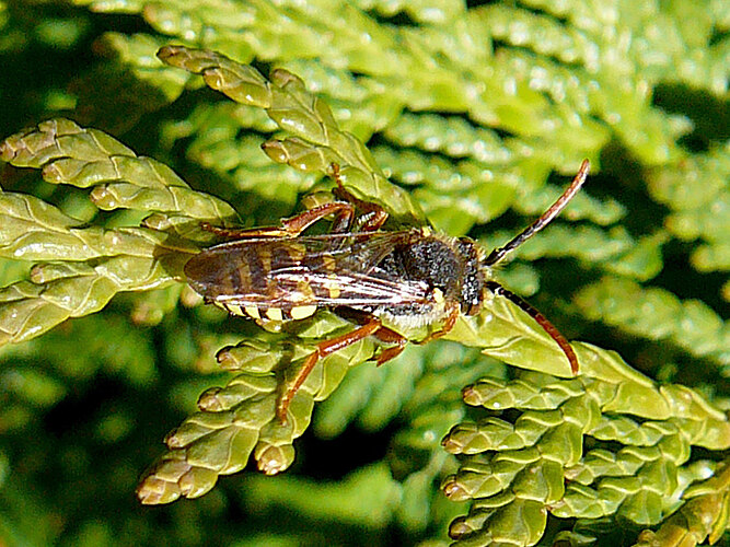 succincta