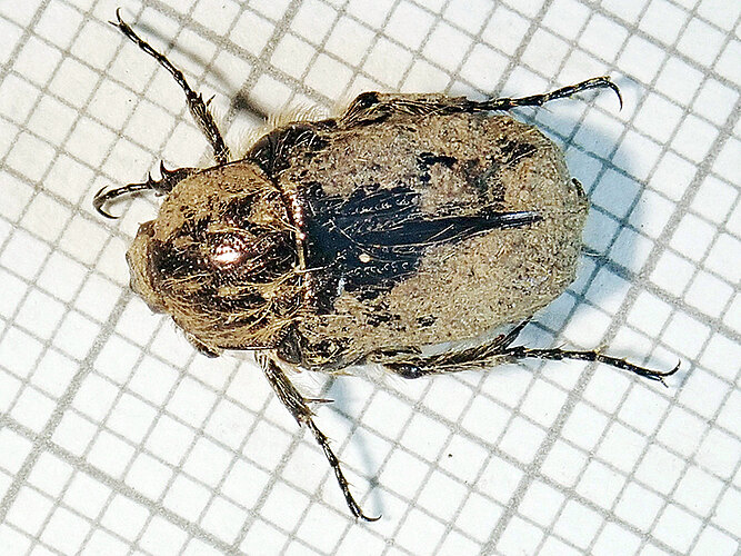 hirta
