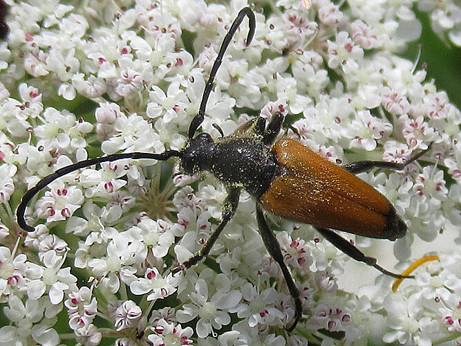 fulva