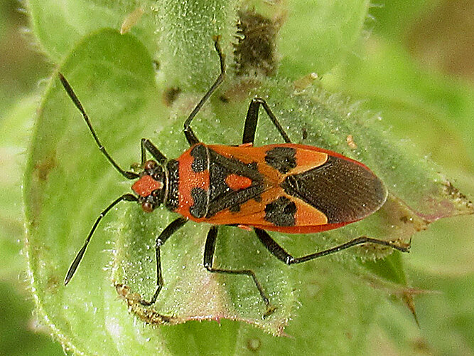 hyoscyami