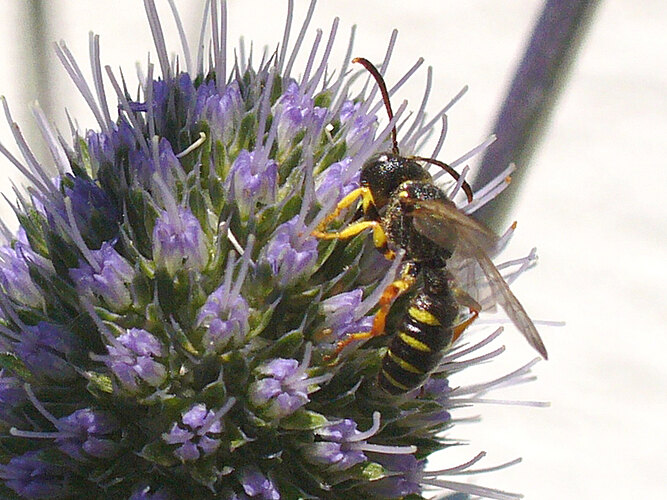 quinquefasciata