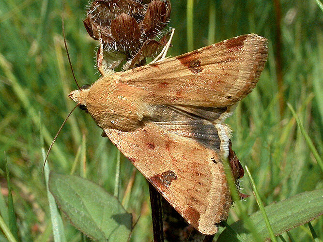 peltigera