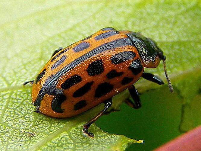 vigintipunctata