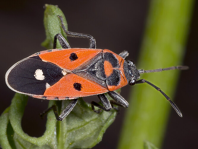 albomaculatus