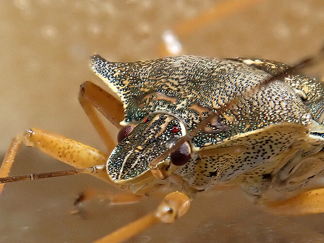 rufipes
