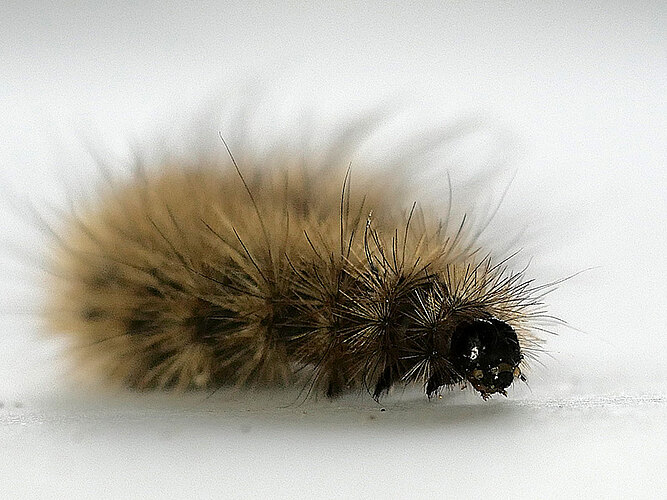 fuliginosa