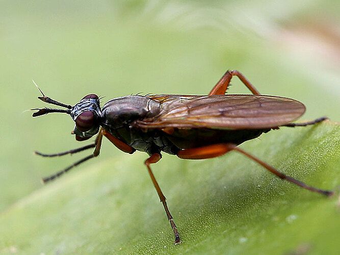 sphegea