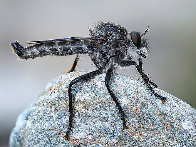rufibarbis