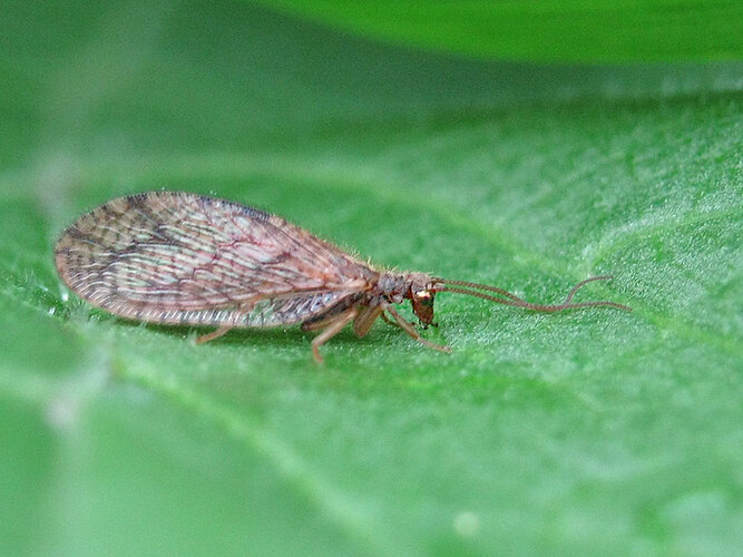 angulatus
