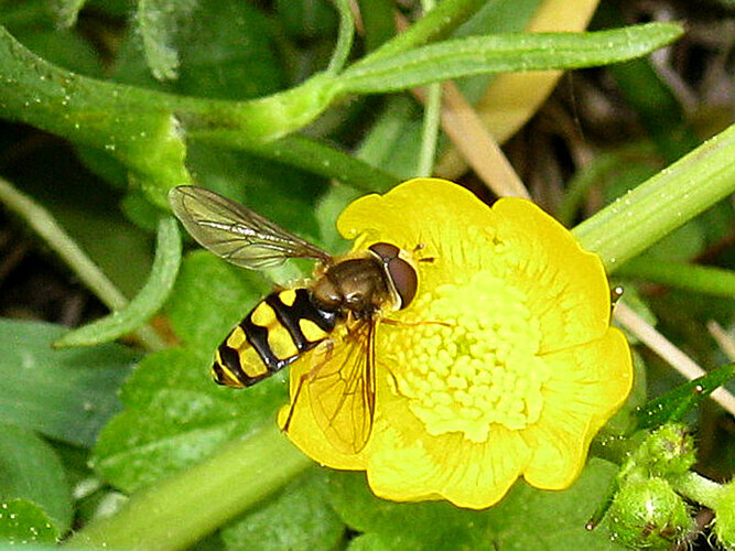 latifasciatus