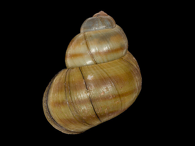 viviparus