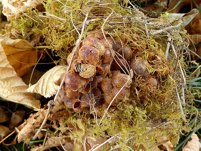 hypnorum