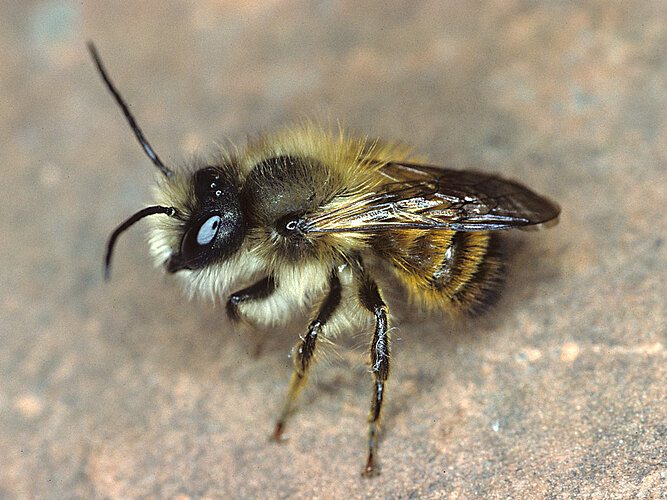 bicornis