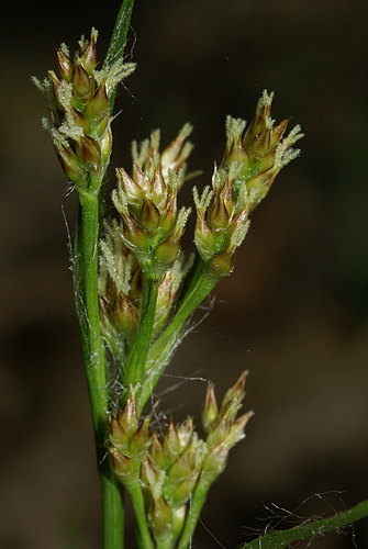 forsteri