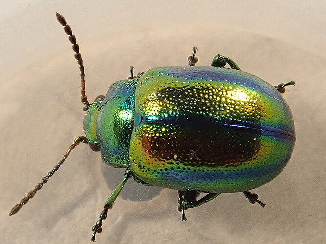 fastuosa