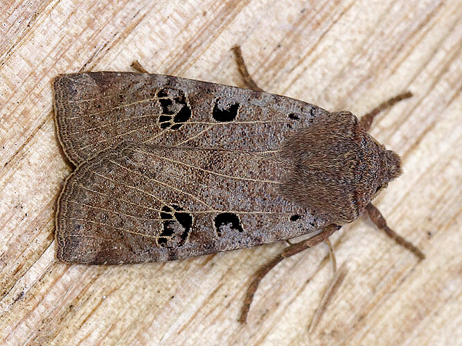 rubiginosa